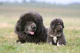 DOGUE DU TIBET 754